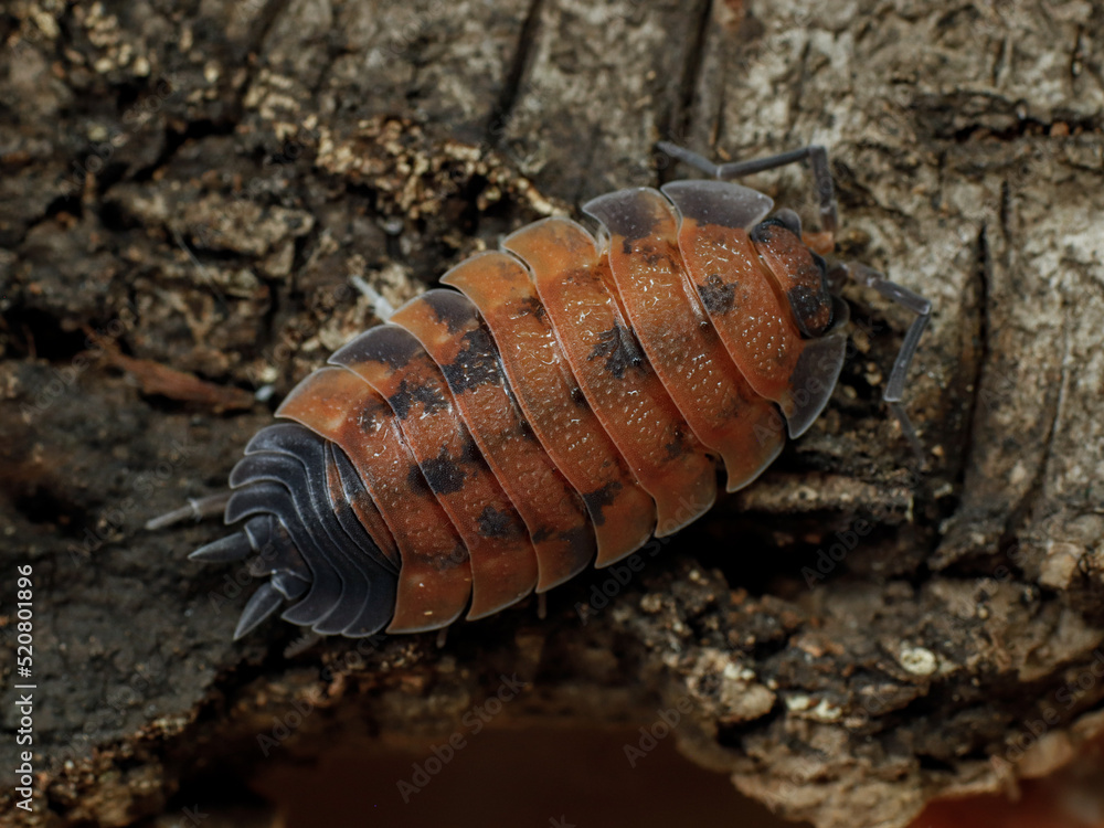 porcellio scaber lava isopod porcellio scaber lava isopod