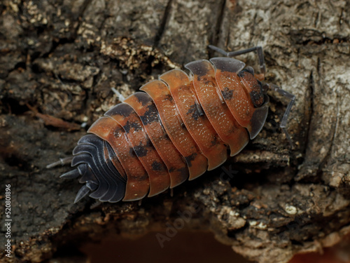 Fotografie porcellio scaber lava isopod