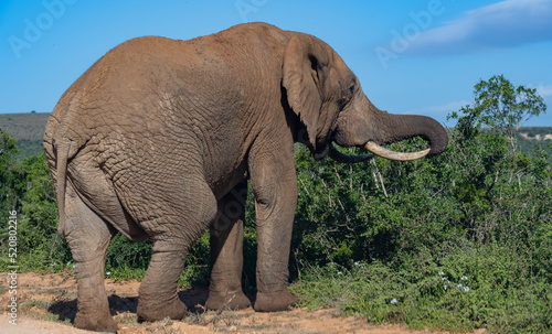 Elefant in der Wildnis und Savannenlandschaft von Afrika