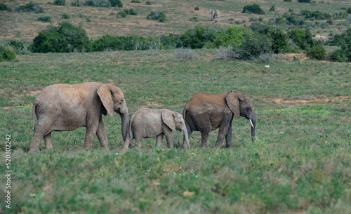 Elefantenfamilie in der Wildnis und Savannenlandschaft von Afrika