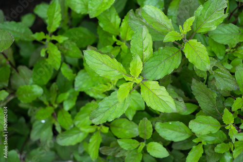 Top view fresh organic holy basil leaves