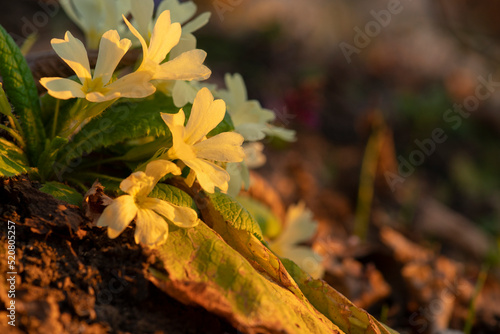 Wallpaper Mural primrose flowers in sunset Torontodigital.ca