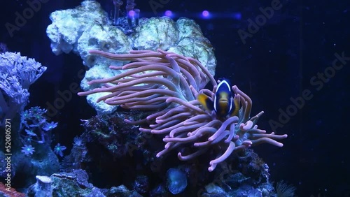 Clark's anemonefish live in symbiosis with bubble tip anemone, animal move tentacles and hunt for food on live rock, demanding species clownfish swim in strong flow, marine aquarium require experience photo