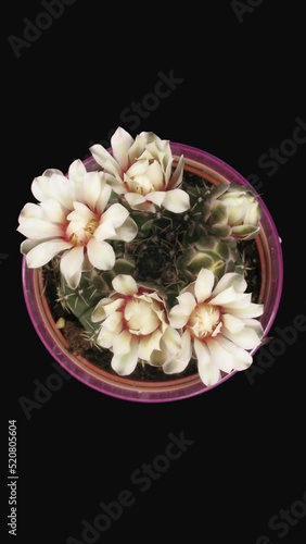 Time lapse of blooming white cactus buds isolated on black background, top view, vertical orientaion photo