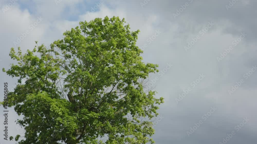 brunches green leaves tree waving in wind on cloudy sky, green foliage blowing wind. natural background of green leaves of tree in summer daytime weather brunches green leaves tree waving in wind on cloudy sky, green foliage blowing wind. natural background of green leaves of tree in summer daytime weather