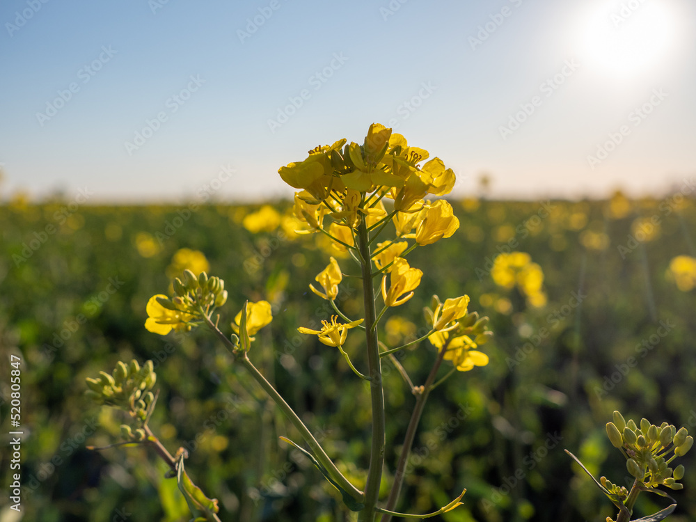 Obraz premium OLYMPUS DIGITAL CAMERA