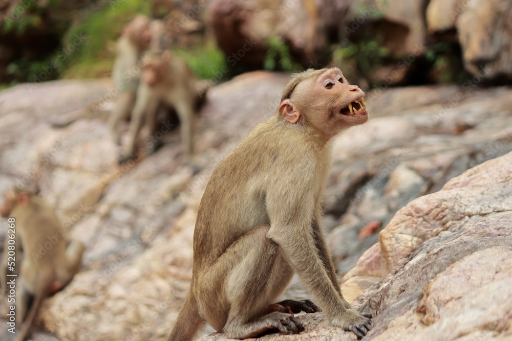 Monkey trying to warn his mates around it Monkey trying to warn his mates around it