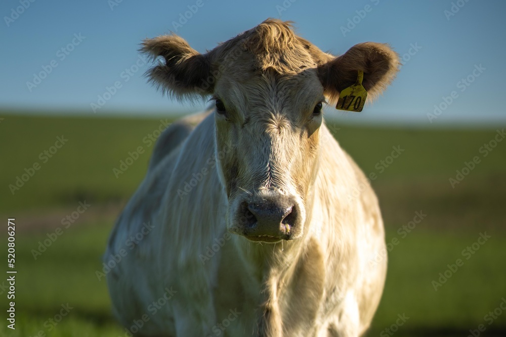 livestock in a meadow, sustainable carbon neutral farming being practiced. regenerative raised cows in a field. agricultural technology innovation. 