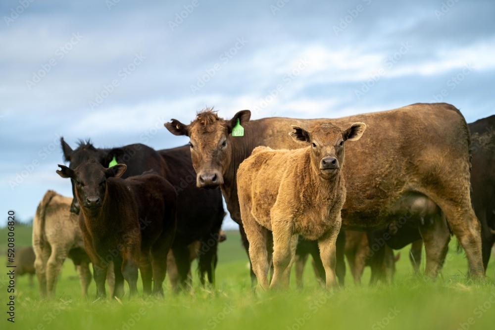 Regenerative agriculture cows in the field, grazing on grass and pasture in Australia, on a farming ranch. Cattle eating hay and silage. breeds include speckle park, Murray grey, angus, wagyu, dairy. Regenerative agriculture cows in the field, grazing on grass and pasture in Australia, on a farming ranch. Cattle eating hay and silage. breeds include speckle park, Murray grey, angus, wagyu, dairy.