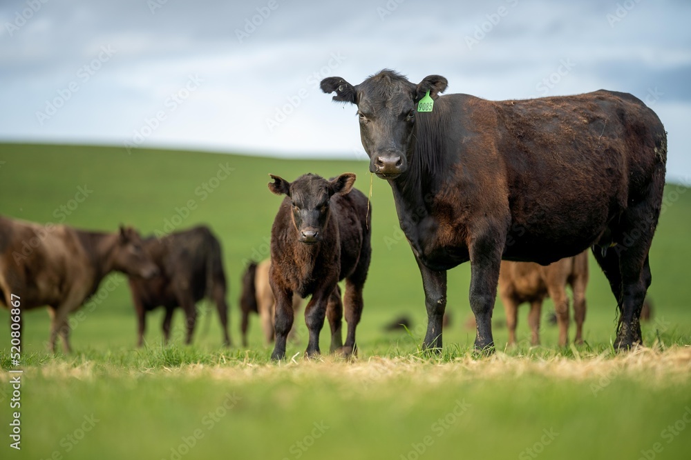 livestock in a meadow, sustainable carbon neutral farming being practiced. regenerative raised cows in a field. agricultural technology innovation. 