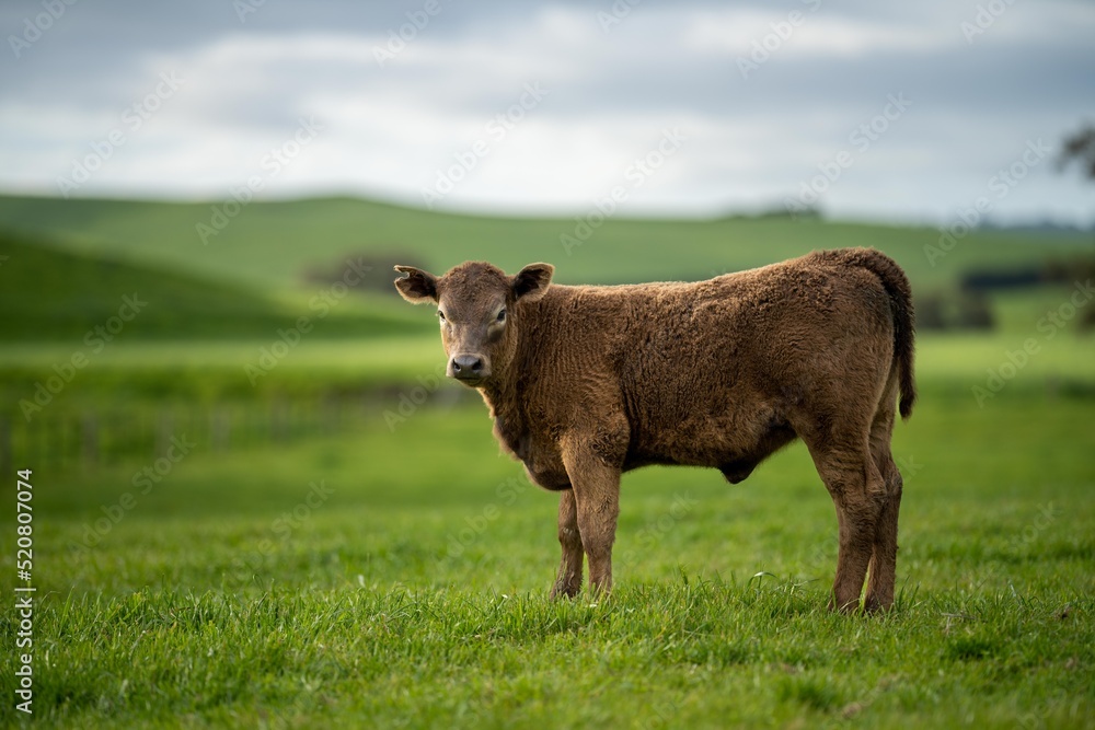 dairy cows grazing in an agricultural field. sustainable agriculture practiced with regenerative and organic food production methods