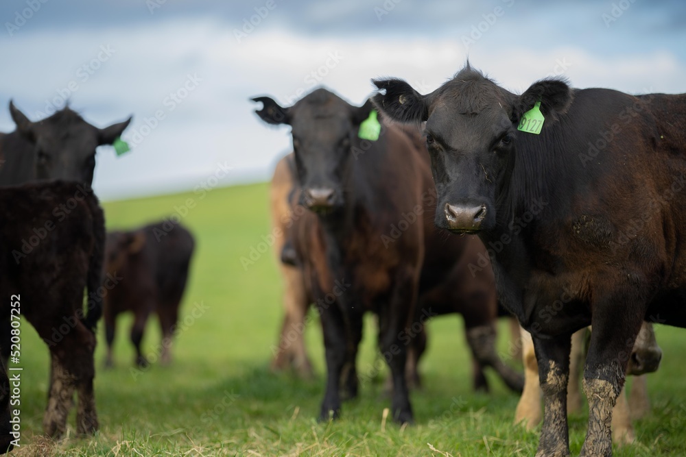 Regenerative agriculture cows in the field, grazing on grass and pasture in Australia, on a farming ranch. Cattle eating hay and silage. breeds include speckle park, Murray grey, angus, wagyu, dairy. Regenerative agriculture cows in the field, grazing on grass and pasture in Australia, on a farming ranch. Cattle eating hay and silage. breeds include speckle park, Murray grey, angus, wagyu, dairy.