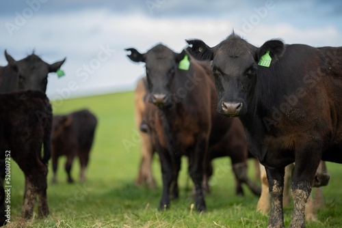 Regenerative agriculture cows in the field, grazing on grass and pasture in Australia, on a farming ranch. Cattle eating hay and silage. breeds include speckle park, Murray grey, angus, wagyu, dairy.