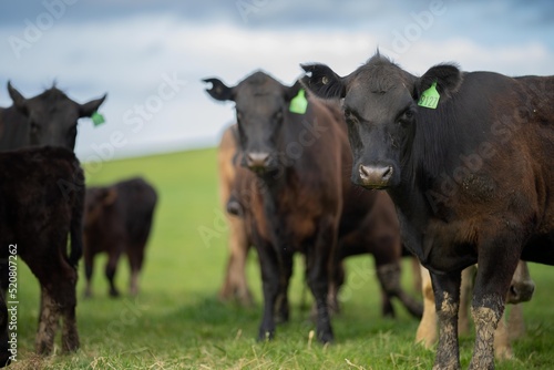 livestock in a meadow  sustainable carbon neutral farming being practiced. regenerative raised cows in a field. agricultural technology innovation. 