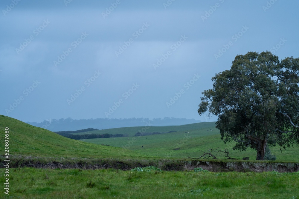 livestock in a meadow, sustainable carbon neutral farming being practiced. regenerative raised cows in a field. agricultural technology innovation. livestock in a meadow, sustainable carbon neutral farming being practiced. regenerative raised cows in a field. agricultural technology innovation.
