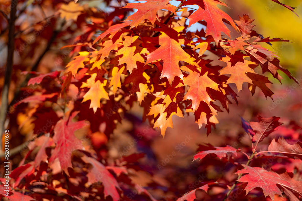 orange oak leaves on branch. natural autumn background