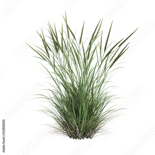 3d illustration of ammophila brevilugatta grass isolated on white background