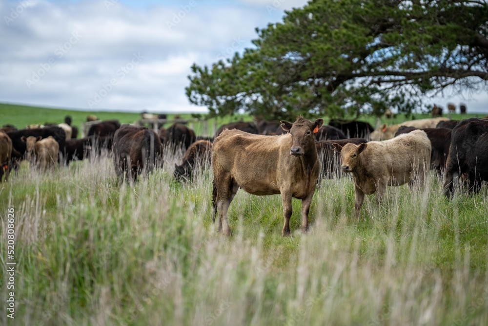 livestock in a meadow, sustainable carbon neutral farming being practiced. regenerative raised cows in a field. agricultural technology innovation. livestock in a meadow, sustainable carbon neutral farming being practiced. regenerative raised cows in a field. agricultural technology innovation.