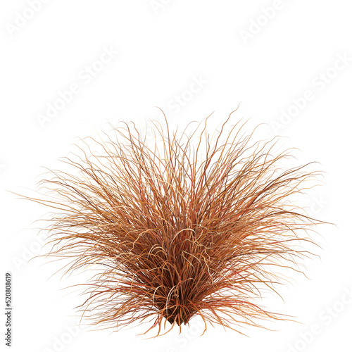 Photo 3d illustration of carex buchananii grass isolated on white background