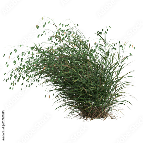 3d illustration of chasmanthium latifolium grass isolated on white background