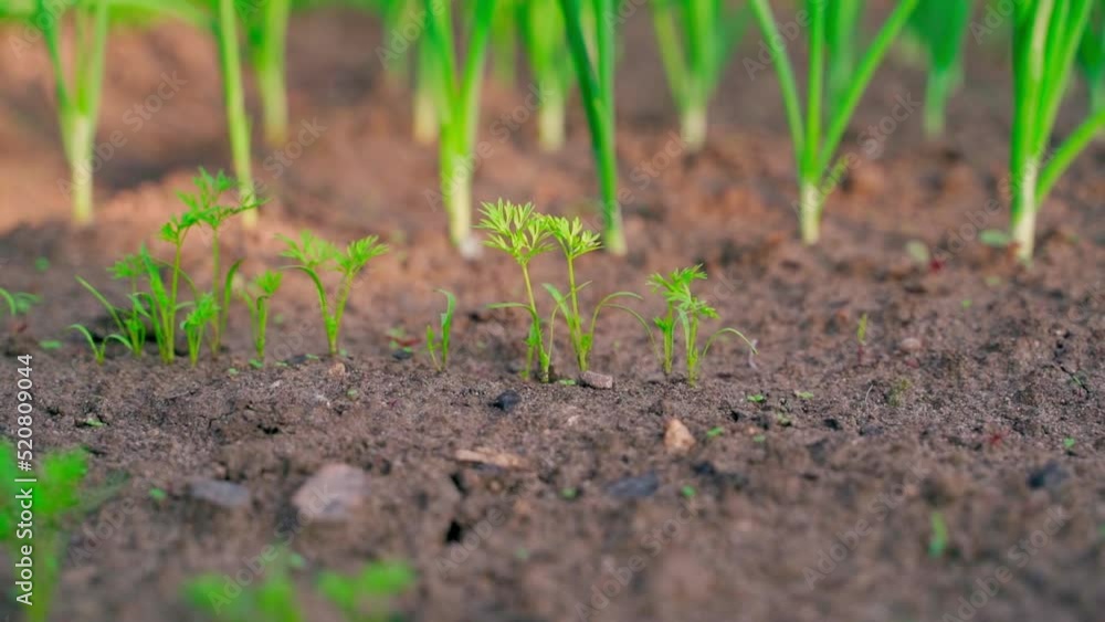 Plantation with carrots close-up with a blurred background on green onions. Young carrot leaves in the soil in the warm rays of the morning rising sun Plantation with carrots close-up with a blurred background on green onions. Young carrot leaves in the soil in the warm rays of the morning rising sun
