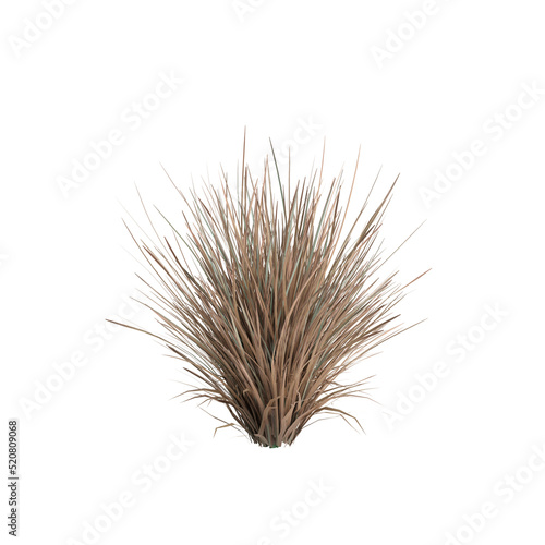 3d illustration of helictotrichon sempervirens grass isolated on white background