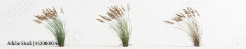 3d illustration of set calamagrostis canadensis grass isolated on white background