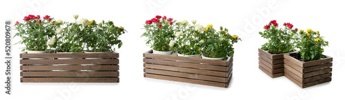 Set of boxes with blooming ...