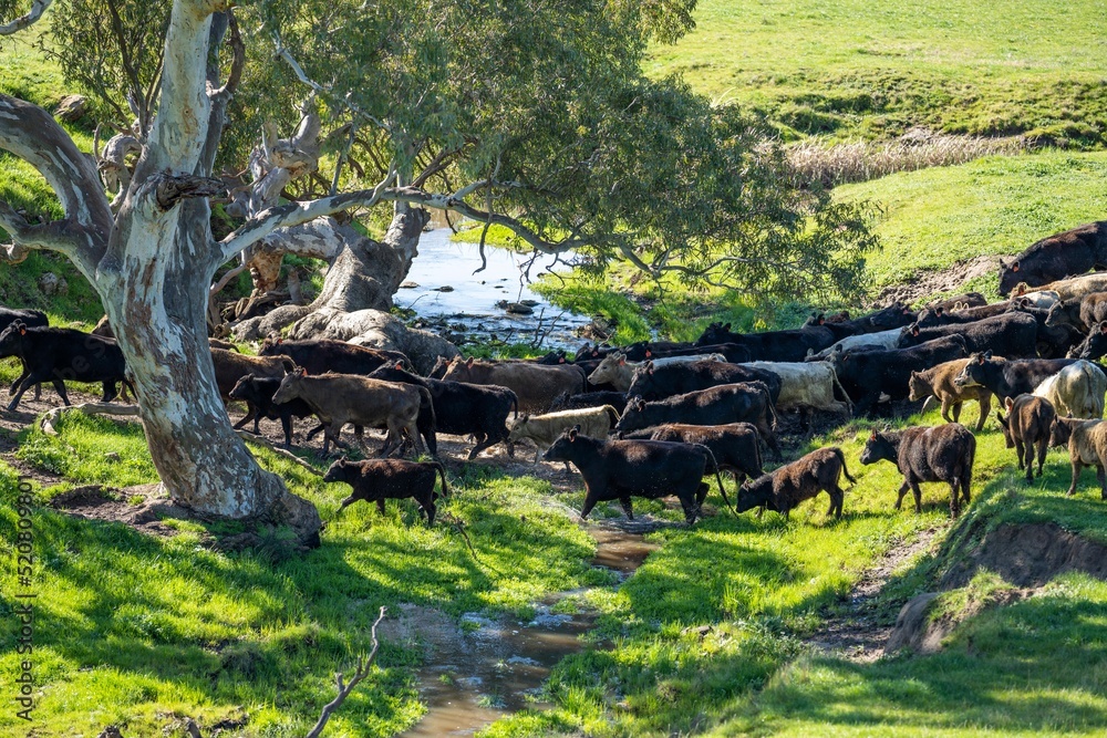 sustainable agriculture cow farm in a field, beef cows in a field. livestock herd grazing on grass on a farm. african cow, healthy regenerative food production sustainable agriculture cow farm in a field, beef cows in a field. livestock herd grazing on grass on a farm. african cow, healthy regenerative food production