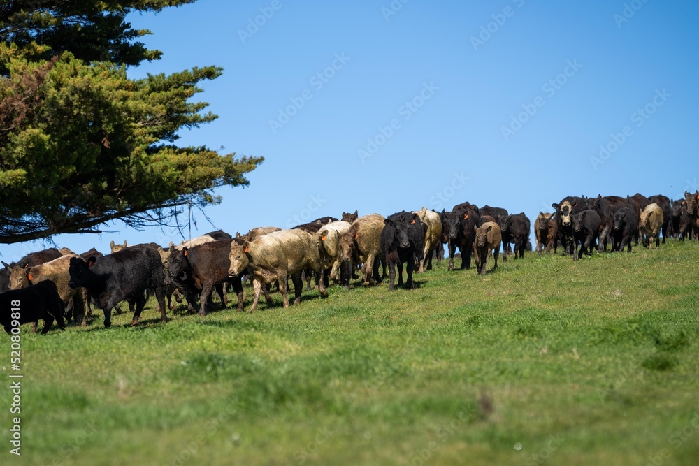Herd of cows walking in a field in Australia Herd of cows walking in a field in Australia