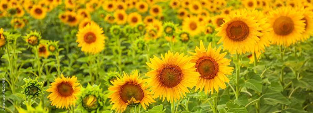 Bright sunflower field on summer day Bright sunflower field on summer day
