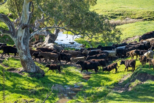 sustainable agriculture cow farm in a field, beef cows in a field. livestock herd grazing on grass on a farm. african cow, healthy regenerative food production 