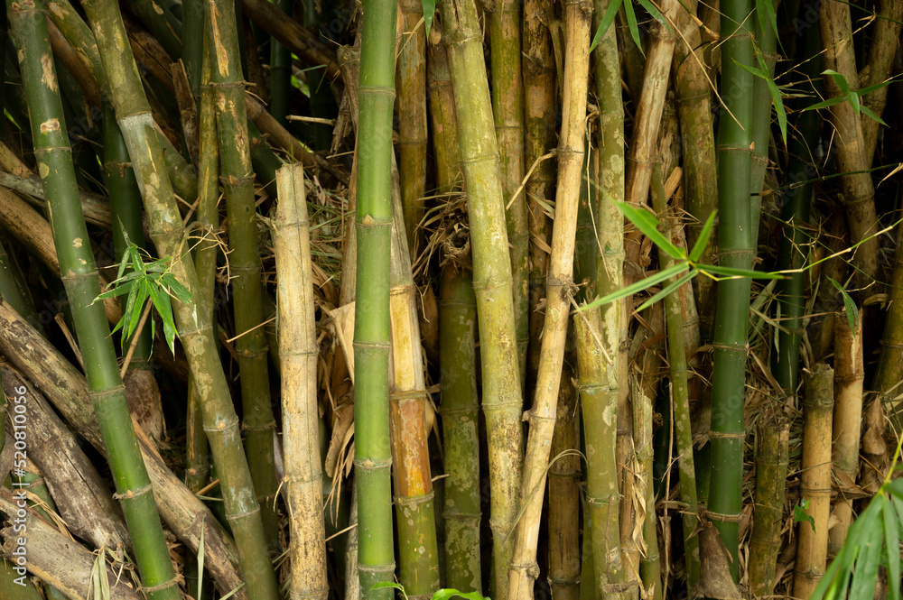 Obraz premium Bamboo forest. Bamboo forest, exotic asian tropical atmosphere. Quiet calm grove, morning harmony freshness in thicket. Japanese or chinese natural oriental aesthetic.