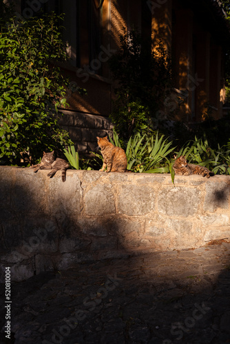Katzen
