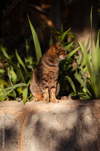 Katze