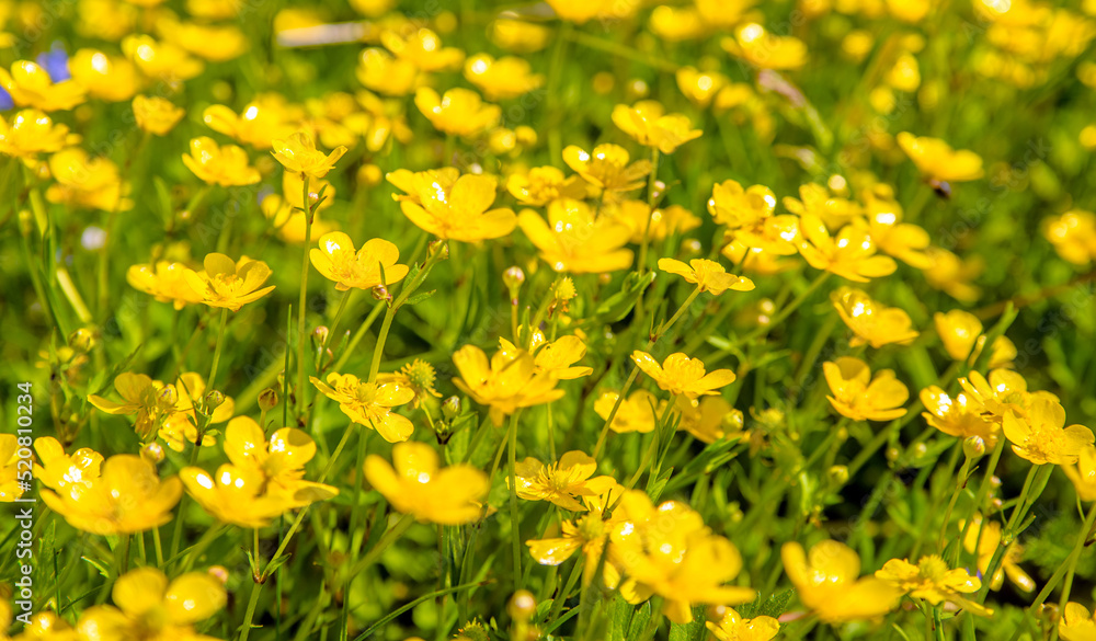 Fototapeta premium yellow buttercups grow in the meadow in summer 