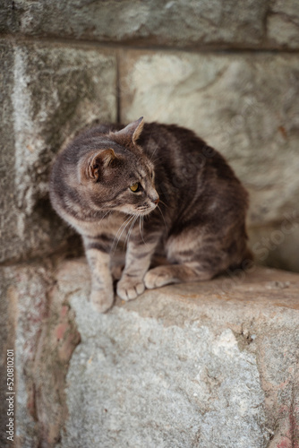 Katze