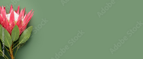 Obraz na plátne Beautiful protea flower on green background with space for text