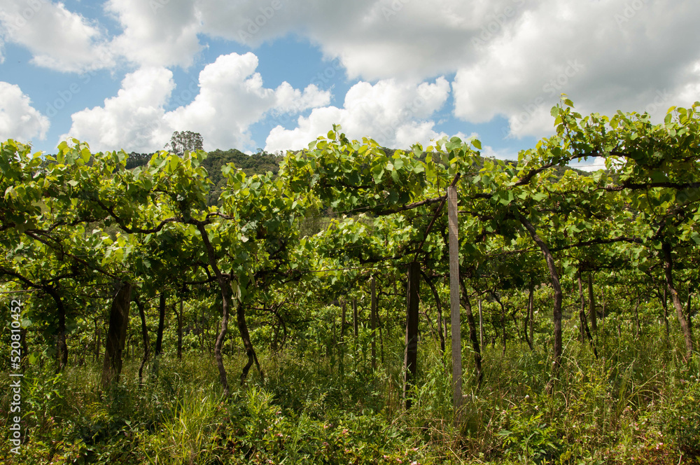 vineyard in the summer vineyard in the summer