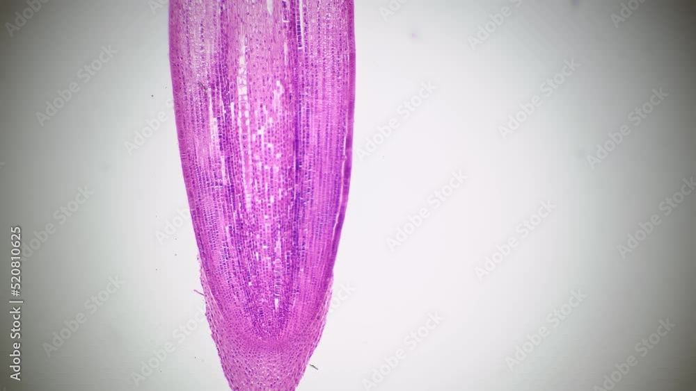 Longitudinal section cut of root tip of plant under the microscope magnified in 40 times on bright field background. Footage of pink cells for laboratory education. Microbiology and science concept Longitudinal section cut of root tip of plant under the microscope magnified in 40 times on bright field background. Footage of pink cells for laboratory education. Microbiology and science concept