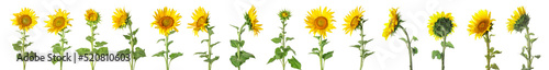 Set of beautiful sunflowers...