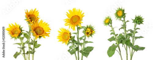 Set of beautiful sunflowers isolated on white photo