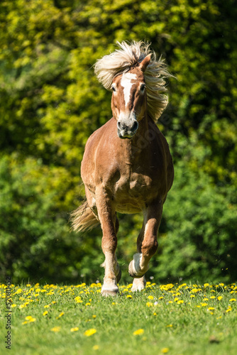 A running Haflinger horse on fresh green meadow