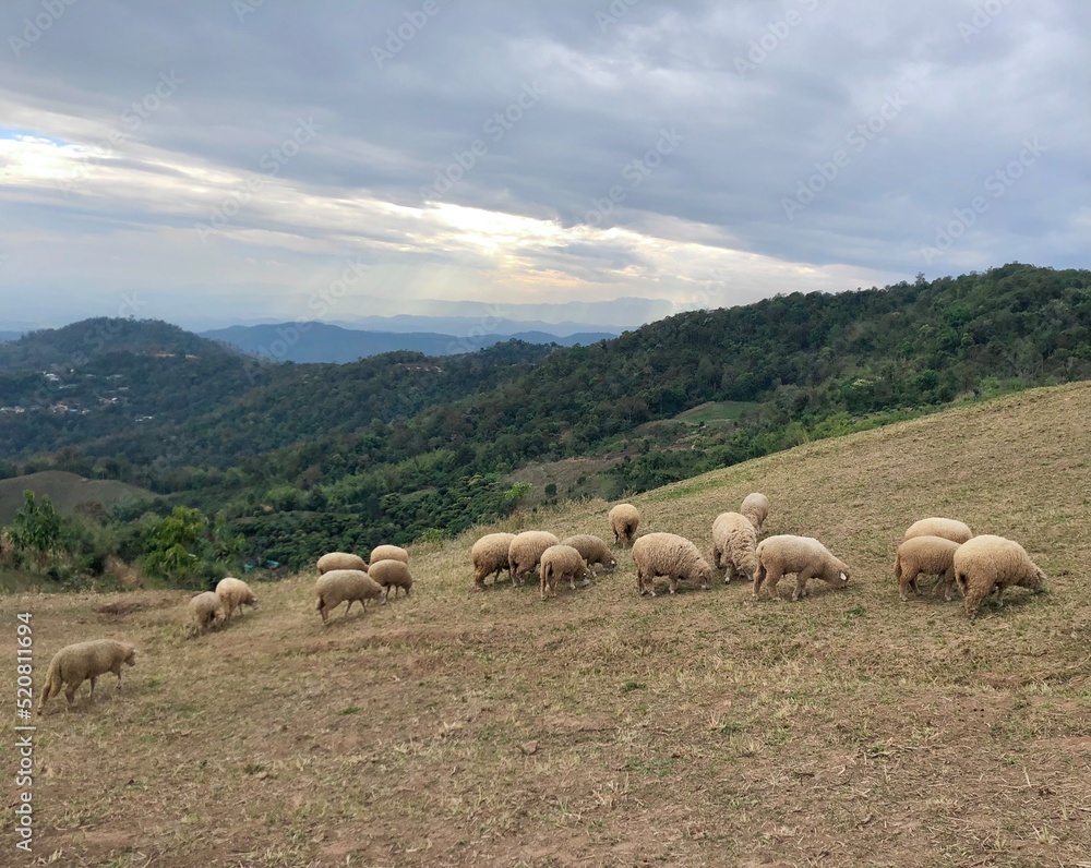 lambs and green trees on mountain at Doi Chang, Chiang Rai, Thailand.