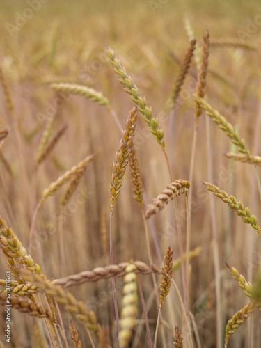 wheat field in the sunshine