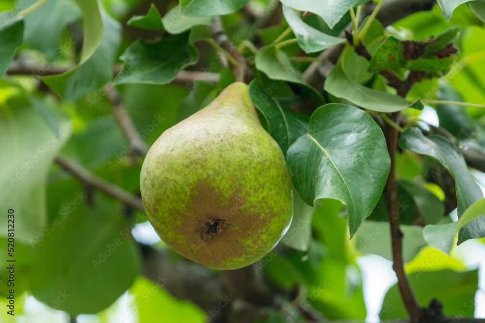 Close up of fresh organic pear on tree Close up of fresh organic pear on tree