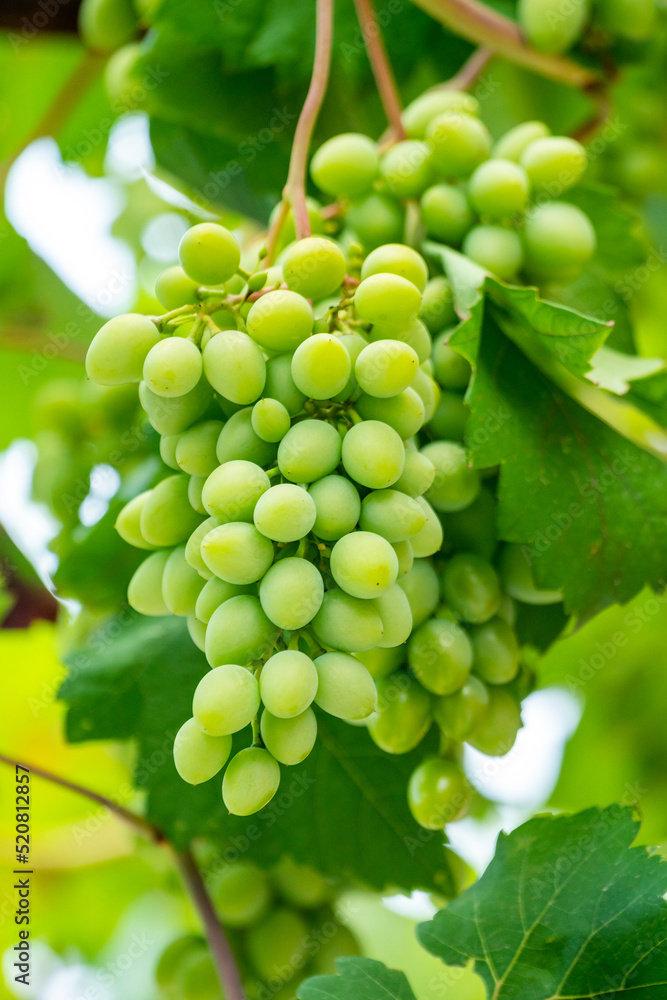 Developing green not mature grapes hanging down from a vine Developing green not mature grapes hanging down from a vine