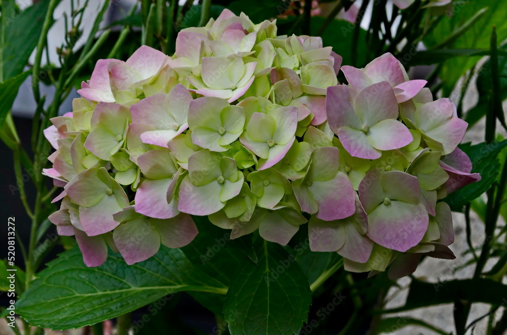 Rosy hydrangea plant or hortensia flower with bloom and leaves in the garden, Sofia, Bulgaria Rosy hydrangea plant or hortensia flower with bloom and leaves in the garden, Sofia, Bulgaria