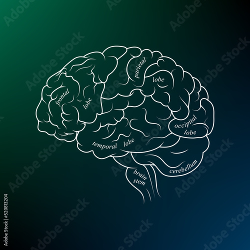 Minimal neuroscience infographic on gradient. Human brain lobes and functions illustration. Brain anatomy structure sections. Futuristic neurobiology scientific medical vector.