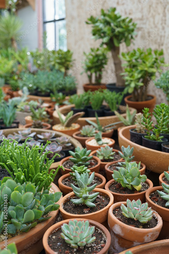 Big variety of green organic pot-plants designed to diversify home interior placed on counter in store. Large assortment of succulents planted in big and small brown pots in flower shop closeup